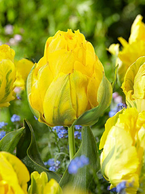 Луковица тюльпана попугайного Тропикал Вейв 3 шт.