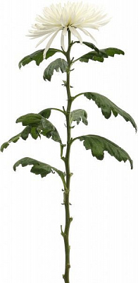 Рослина Хризантема Анастасія біла 1 бутон