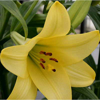 Луковица Яскрава Лилия LO гибрид Deliana