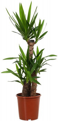 Растение Юкка 21х110 см 3 гг