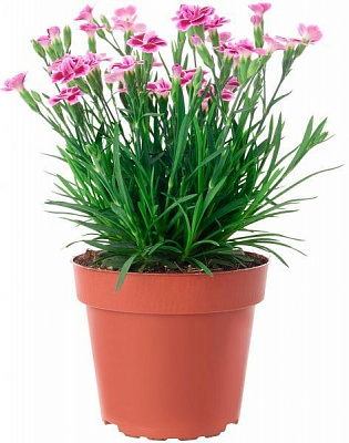 Растение Гвоздика диантус розовая 12х20 см