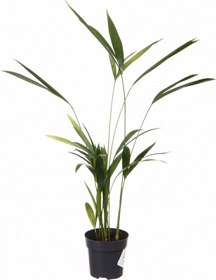 Растение комнатное Пальма Арека 9/35
