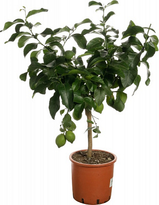 Рослина кімнатна Цитрус 22/80 цедро