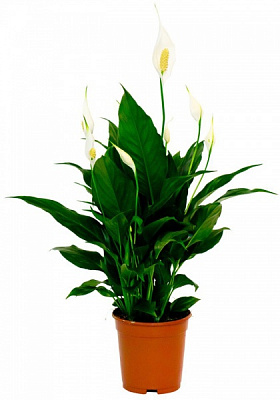 Рослина Спатифіллум 14х65 см