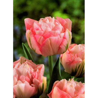 Луковица Яскрава Тюльпан многоцветковый Peach Blossom 3 шт.