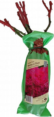 Саженец ДАЧкА Роза плетистая Фемели Пинк