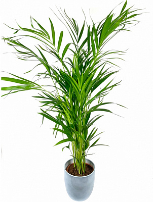 Рослина кімнатна Діпсис 10x50