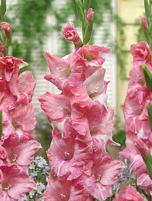 Клубнелуковица F.Stoop B.V. гладиолуса Облис 3 шт. 