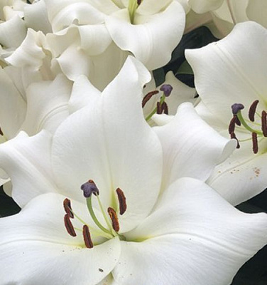 Луковица Яскрава Лилия OT гибрид гигантская Villa blanc 1 шт.