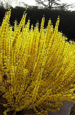 Растение Форзиция/Forsythia int. Week-End С2, H 20-40
