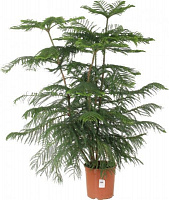 Растение комнатное Араукария 23x130 см