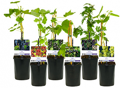 Рослина Фруктові плетистірослини мікс d11/h40