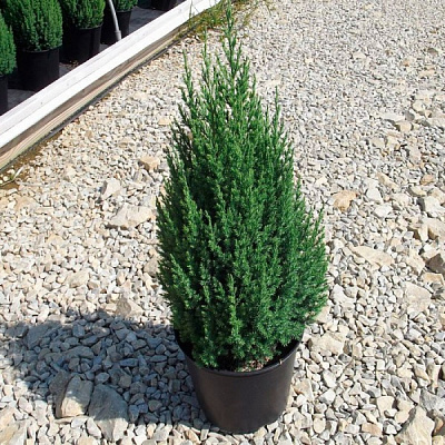 Растение Можжевельник китайский С7.5
