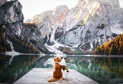 Репродукція Собаки на озері 60х80 60x80 см Арт Фемелі