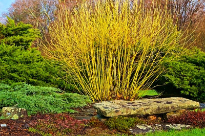 Растение Свидина отпрысковая White Gold (R19-S21 60-70 C25-35)