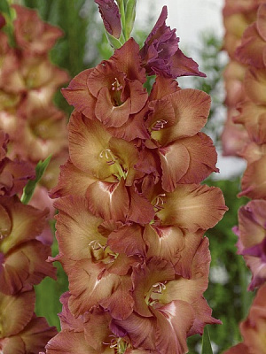 Клубнелуковица гладиолуса Индиан Саммэ 3 шт. 