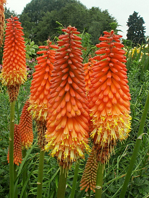 Корневище книпхофии Алказар 1 шт. 