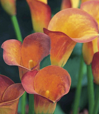 Луковица Яскрава Калла Hot shot 1 шт. 