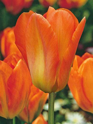 Луковица тюльпана Фостера Оранж Имперор 3 шт. 