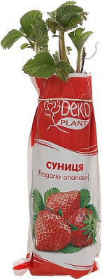 Саджанець суниці Хоней 5 шт.