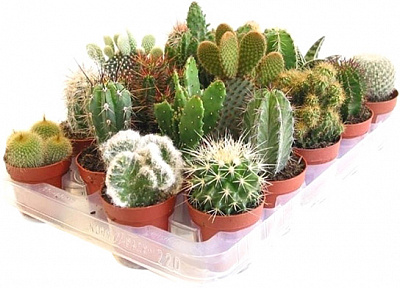 Рослина Кактус 5х10 см мікс