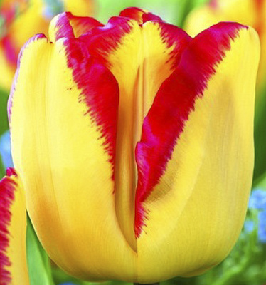 Луковица Яскрава Тюльпан триумф Banja Luka 3 шт.