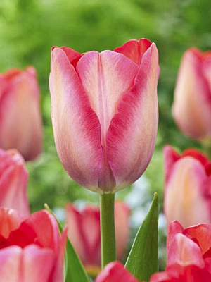 Цибулина тюльпана Дарвіна Пінк Саунд 3 шт.