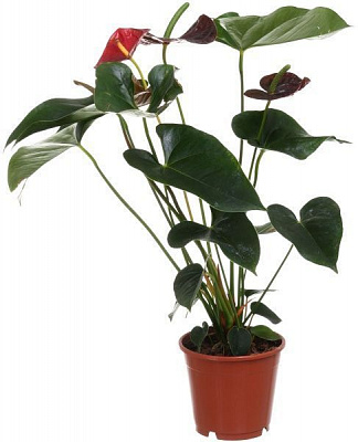 Рослина кімнатна Антуріум Chocolate 14x50 см