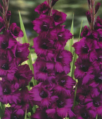 Луковица Яскрава Гладиолус Plumtar 3 шт.