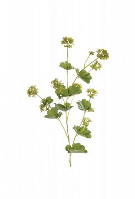 Рослина декоративна Приворотень м’який (Alchemilla mollis)