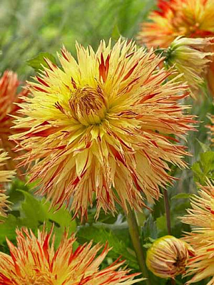 Коренебульба TUBERBULB Export B.V. жоржини фімбріати Шайен Чіфтейн 1 шт.