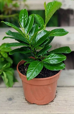 Растение Лавровая лечебная / Prunus laurocerasus C5