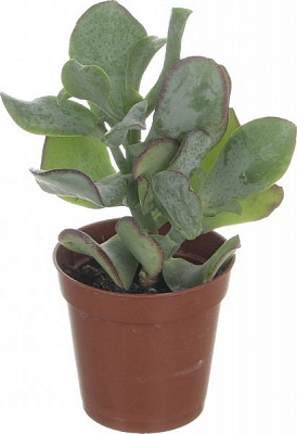 Растение Суккулент 5,5/5 микс