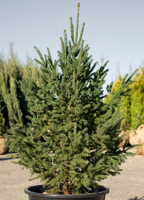 Растение Ель белая (U21-S23 70+ C10)