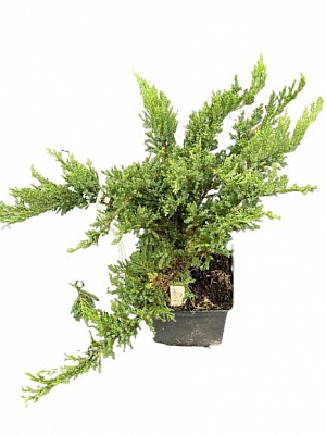 Саджанець MegaPlant Ялівець козацький Tam No Blight С2 30-40