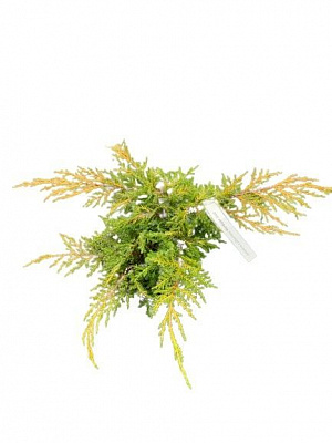 Саджанець Ялівець середній Mordigan Gold С2 20-30