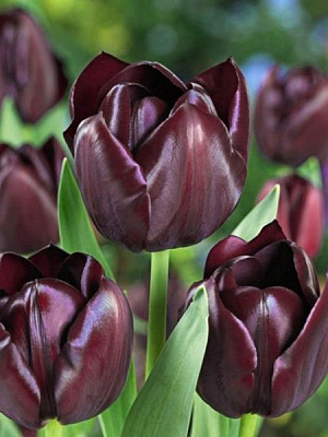 Цибулина TUBERBULB Export B.V. тюльпана тріумф Куін оф Найт 3 шт.