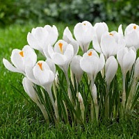 Цибулина Крокус великоквітковий білий (Жанна д*Арк) 10 шт. 