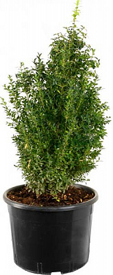 Растение Самшит вечнозеленый Buxus sempervirens h 55-65 см