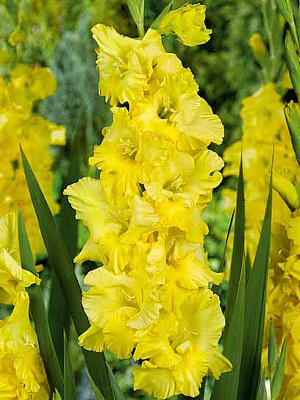 Бульбоцибулина гладіолуса великоквіткового Харізма 3 шт.