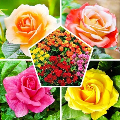 Растение Роза микс d15/h65