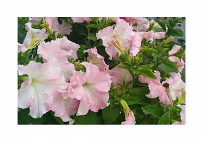 Семена Професійне насіння петуния Мистрал F1 жемчуг 20 шт. (4820176695420)