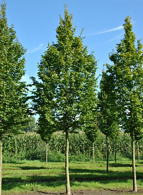 Рослина Граб / Cаrpinus, С20 Pa 180-200