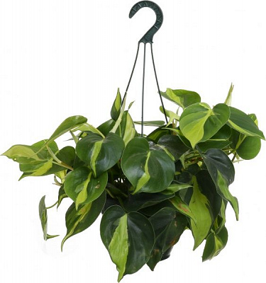 Растение Эпипремнум микс 14/30 подвесной