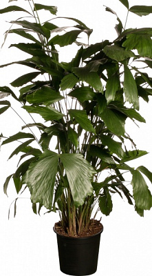 Рослина кімнатна Каріота 24/140