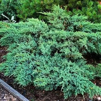 Рослина Ялівець лускатий Блю Компакт С3 D20-30(укр)