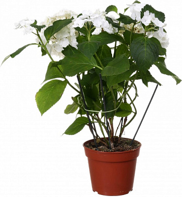 Растение комнатное Гортензия 13х40 см