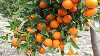 Растение комнатное Цитрус клементин 22/80