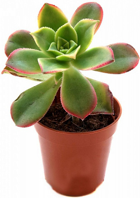 Суккулент Эониум Kiwi d5,5/h8