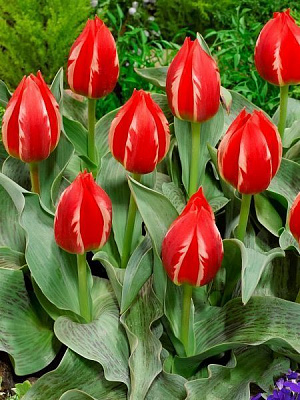 Луковица TUBERBULB Export B.V. тюльпана Грейга Френдли Файе 3 шт. 